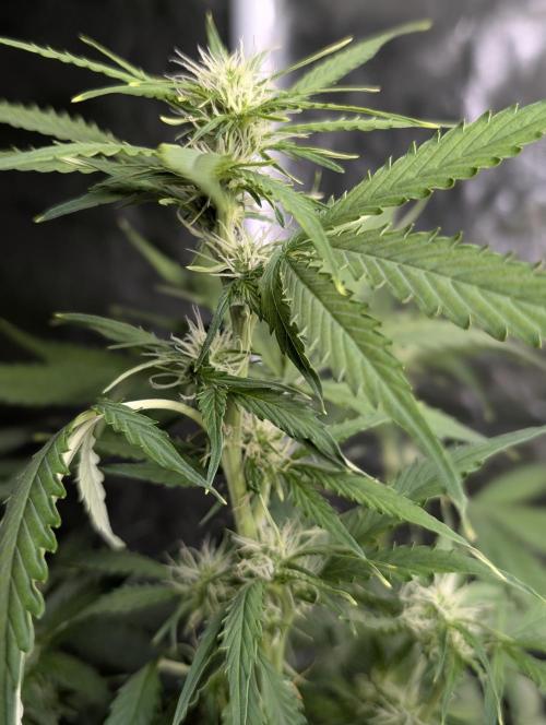 Sweet Mango Auto x4. Week 7
