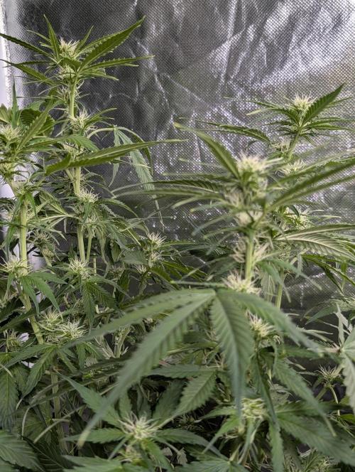 TSL2000 300W LED. Week 7