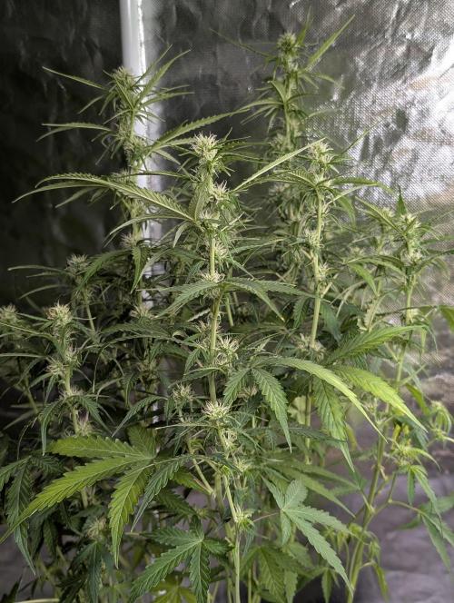 Sweet Mango x3. Week 7