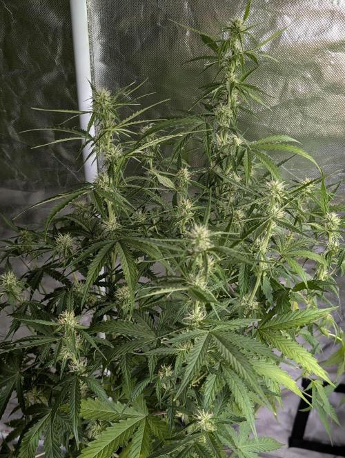 Sweet Mango x3. Week 7