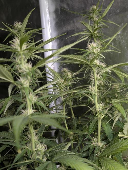 Sweet Mango x3. Week 7