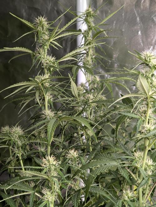 Sweet Mango x3. Week 7