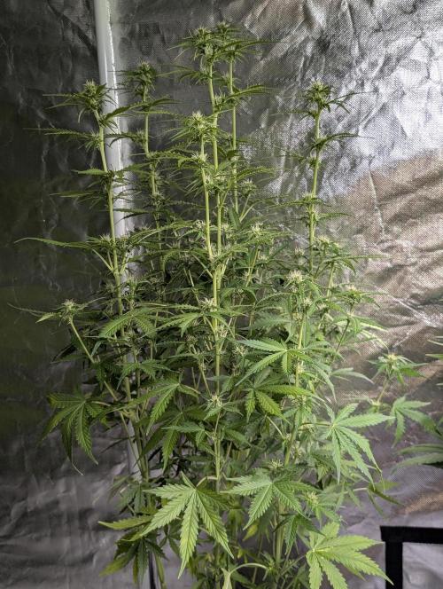 Sweet Mango x3. Week 7 - 2