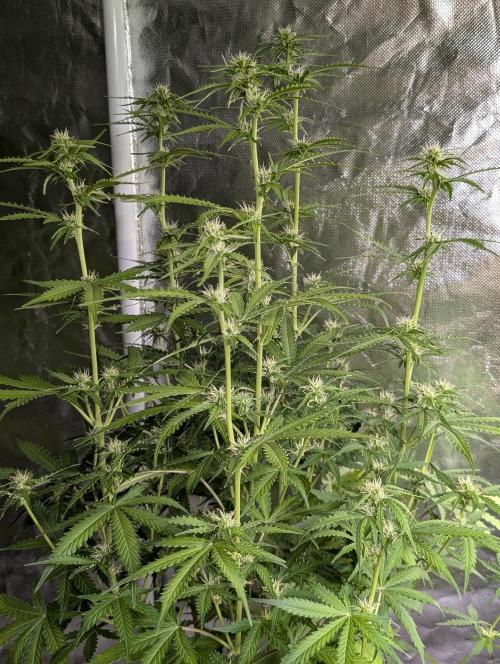 Sweet Mango x3. Week 7