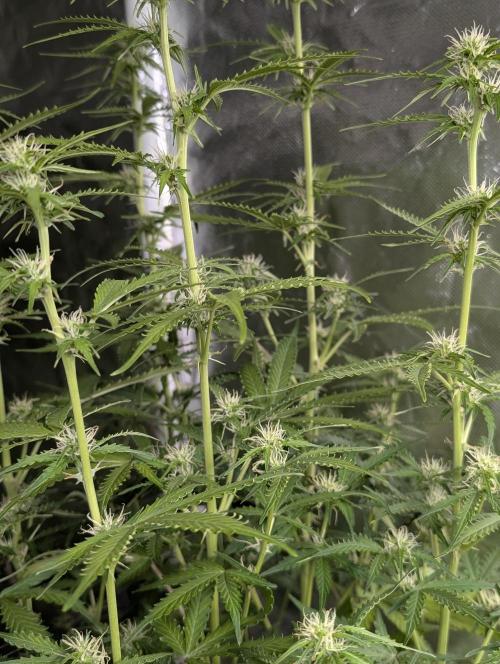 Sweet Mango x3. Week 7