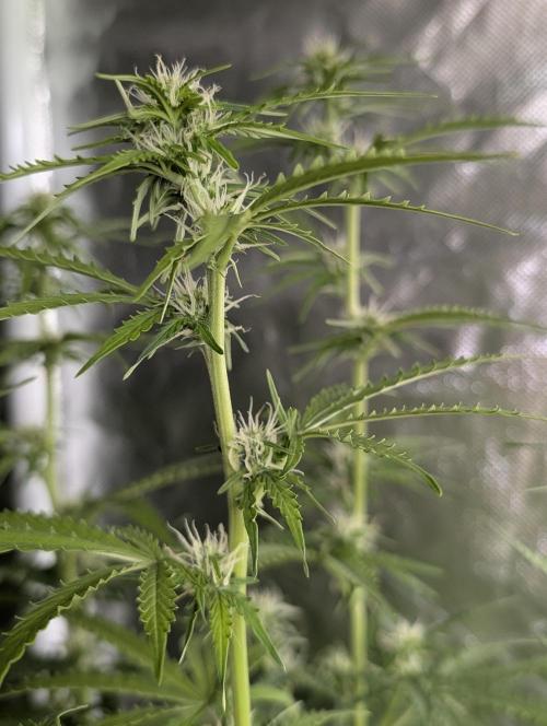 Sweet Mango x3. Week 7