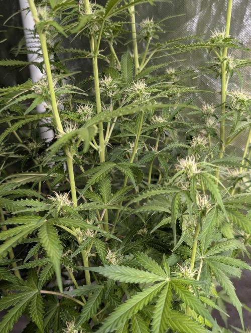 Sweet Mango x3. Week 7