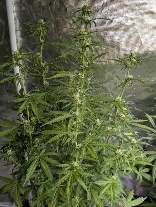 Sweet Mango x3. Week 7