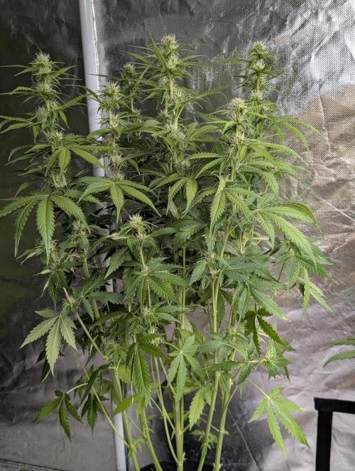 Sweet Mango x3. Week 7 - 3