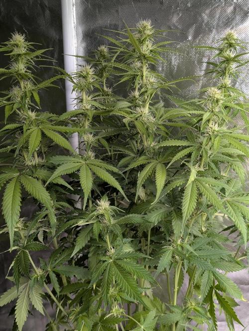 Sweet Mango x3. Week 7