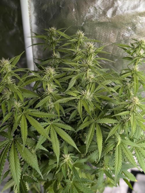 Sweet Mango x3. Week 7