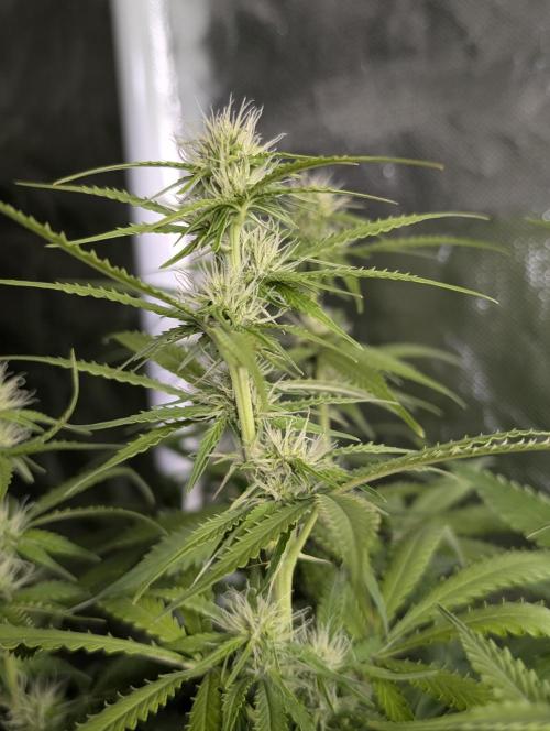 Sweet Mango x3. Week 7