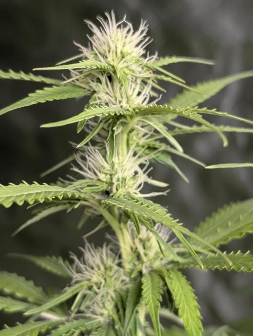 Sweet Mango x3. Week 7