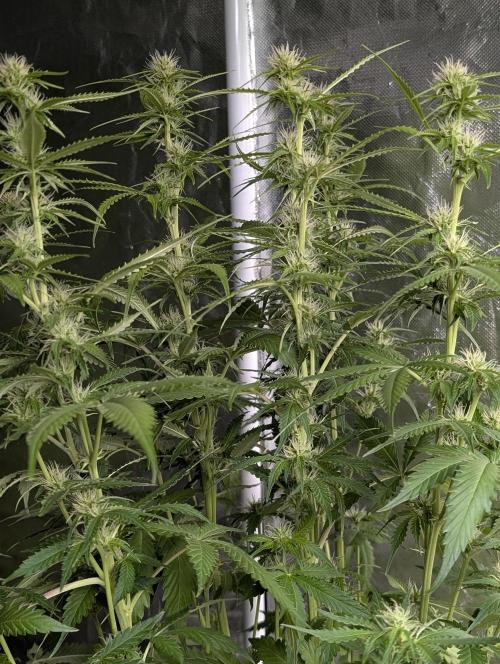 Sweet Mango Auto. Week 7