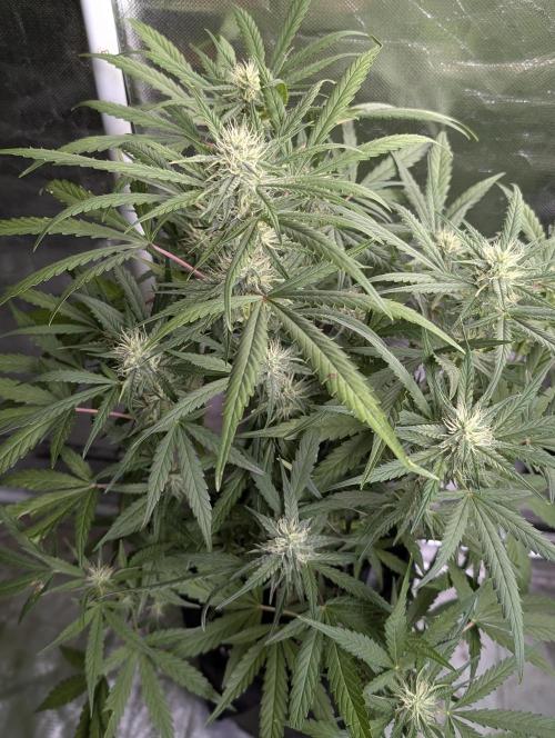 Frosted Guava Auto x3. Week 7