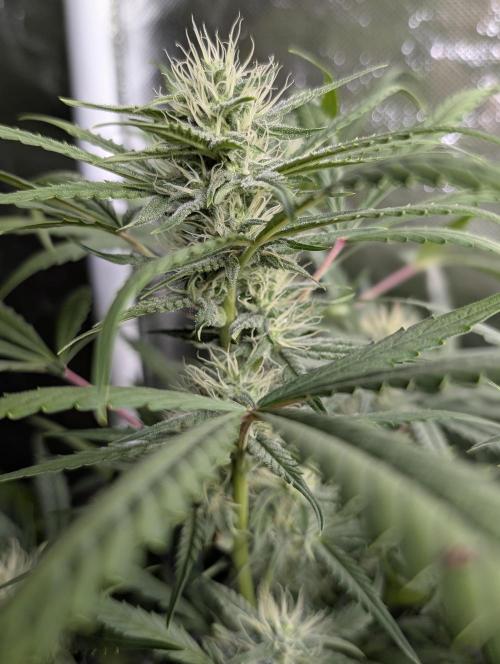 Frosted Guava Auto x3. Week 7