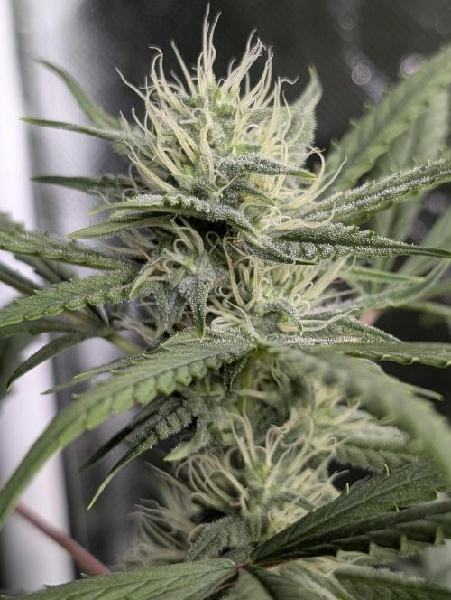 Frosted Guava Auto x3. Week 7
