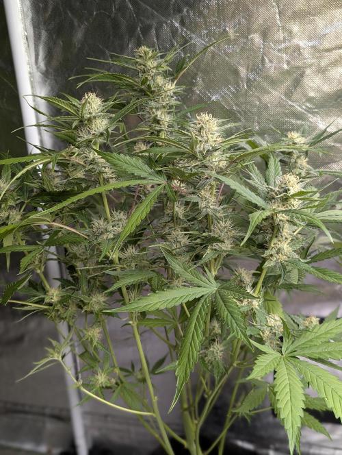 Frosted Guava Auto x3. Week 7 - 2