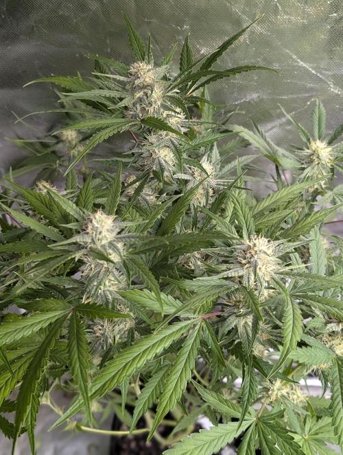 Frosted Guava Auto x3. Week 7