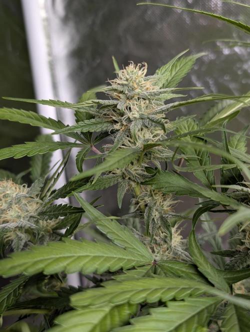 Frosted Guava Auto x3. Week 7