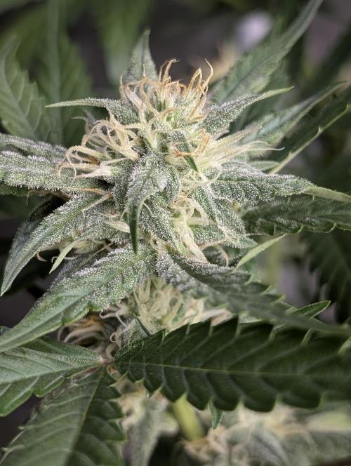 Frosted Guava Auto x3. Week 7