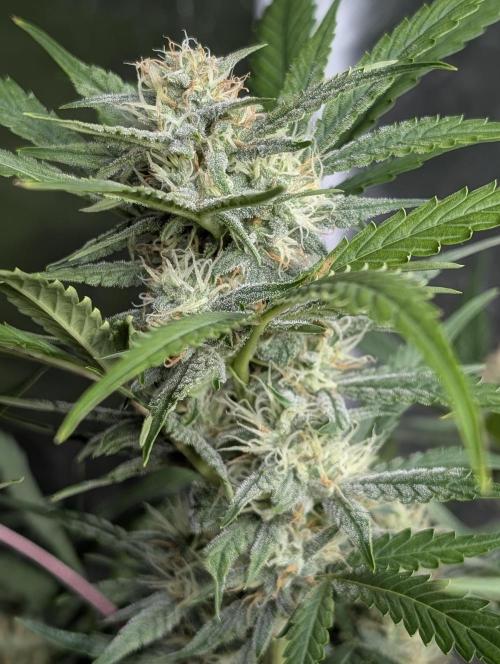 Frosted Guava Auto x3. Week 7
