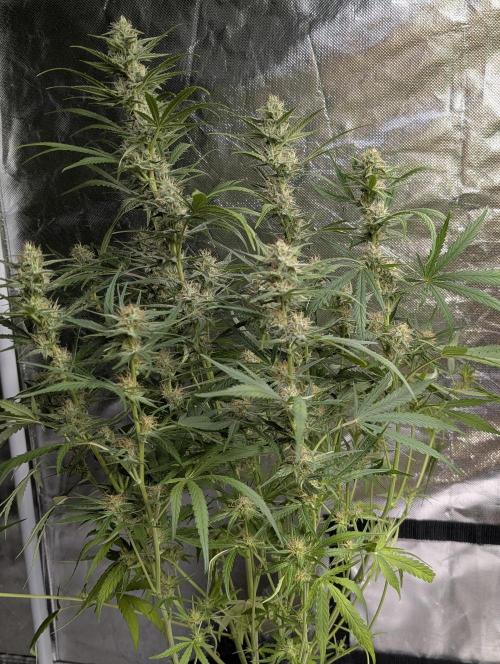 Frosted Guava Auto x3. Week 7 - 3