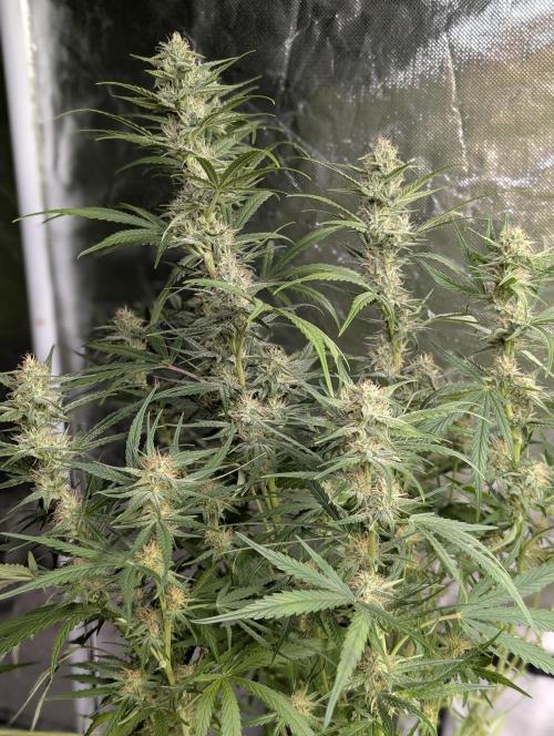 Frosted Guava Auto x3. Week 7