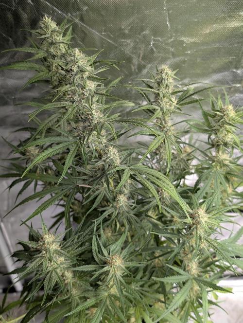 Frosted Guava Auto x3. Week 7