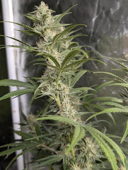Frosted Guava Auto x3. Week 7