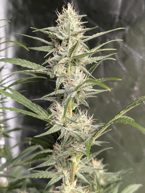 Frosted Guava Auto x3. Week 7