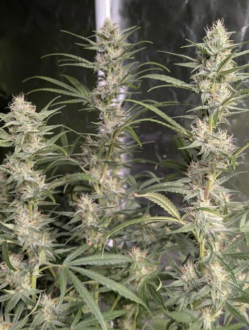 Frosted Guava Auto x3. Week 7