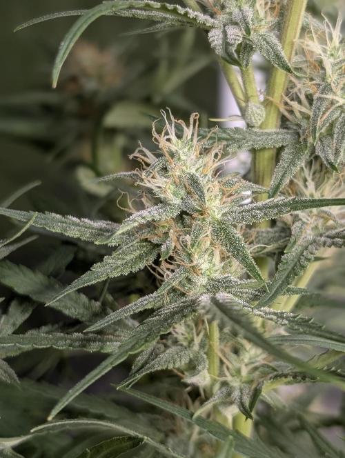Frosted Guava Autoflowering. Week 7