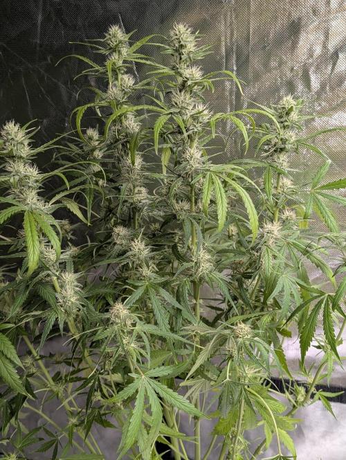 Frosted Guava Auto x3. Week 7