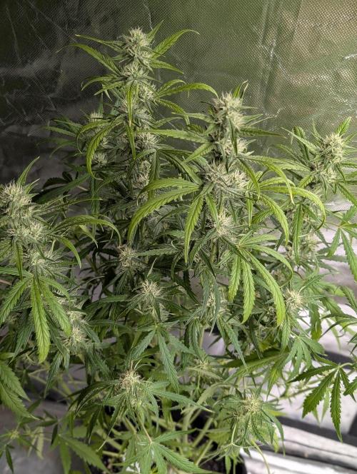 Frosted Guava Auto x3. Week 7