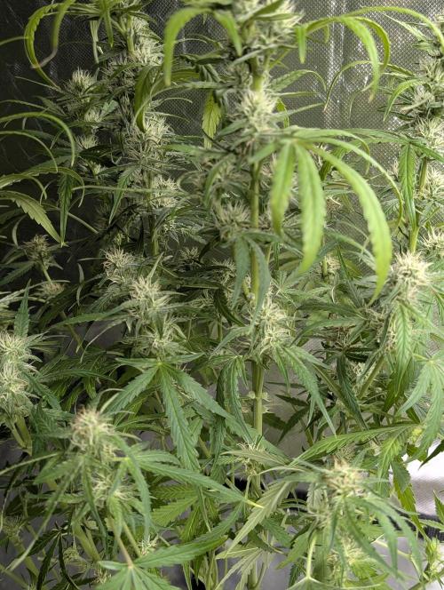Frosted Guava Auto x3. Week 7