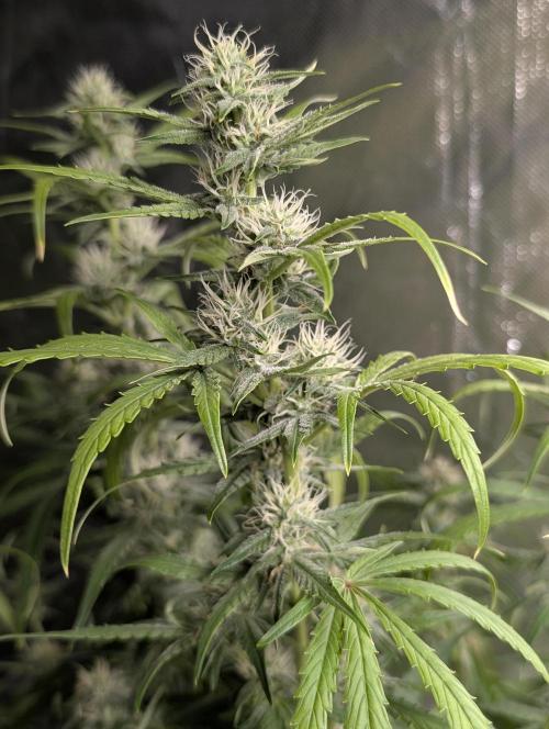 Frosted Guava Auto x3. Week 7