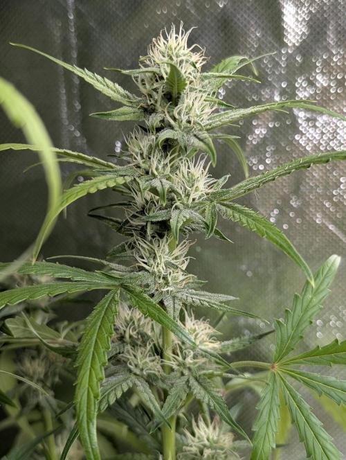 Frosted Guava Auto x3. Week 7