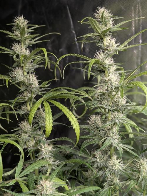Frosted Guava Auto x3. Week 7
