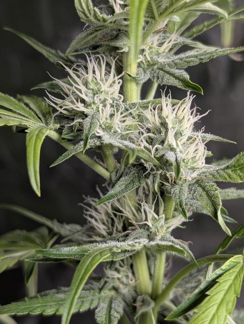 Frosted Guava Auto x3. Week 7