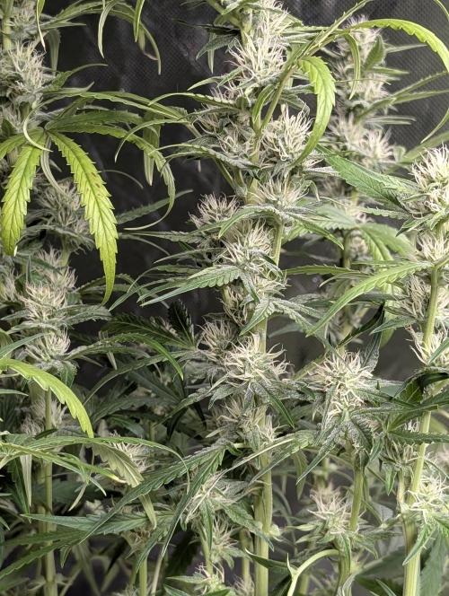 Frosted Guava Auto x3. Week 7