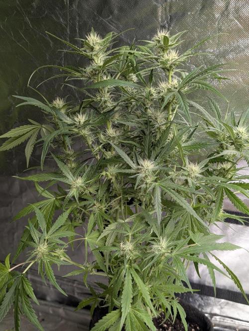 Frosted Guava Auto x3. Week 7 - 2