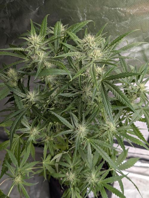Frosted Guava Auto x3. Week 7