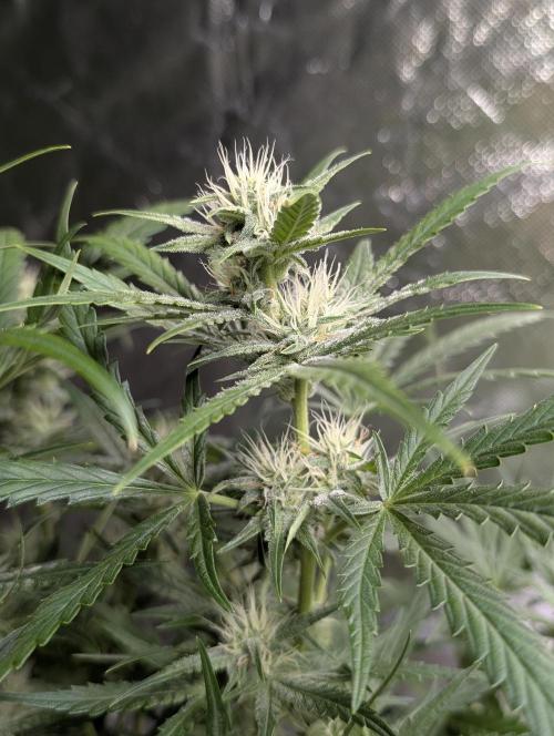 Frosted Guava Auto x3. Week 7