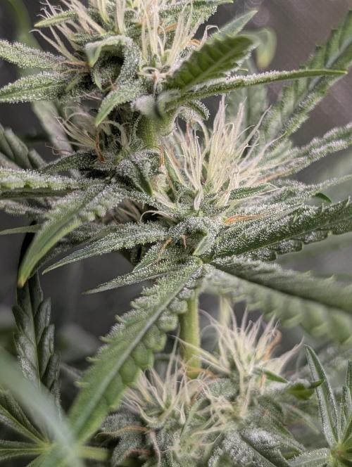 Frosted Guava Auto x3. Week 7