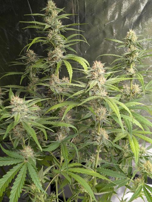 Frosted Guava Auto x3. Week 7