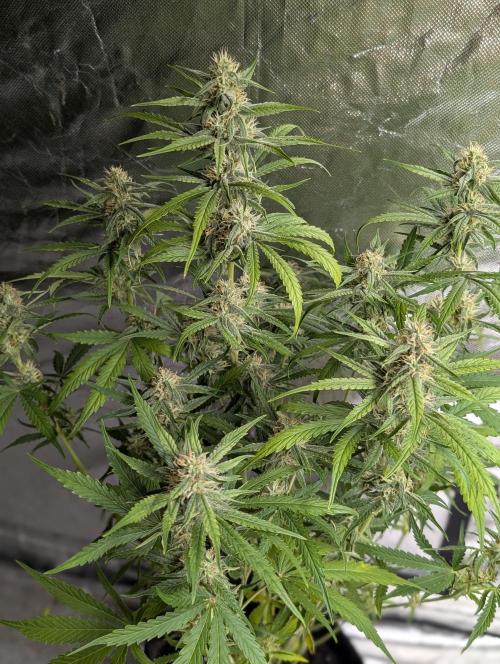 Frosted Guava Auto x3. Week 7 - 3