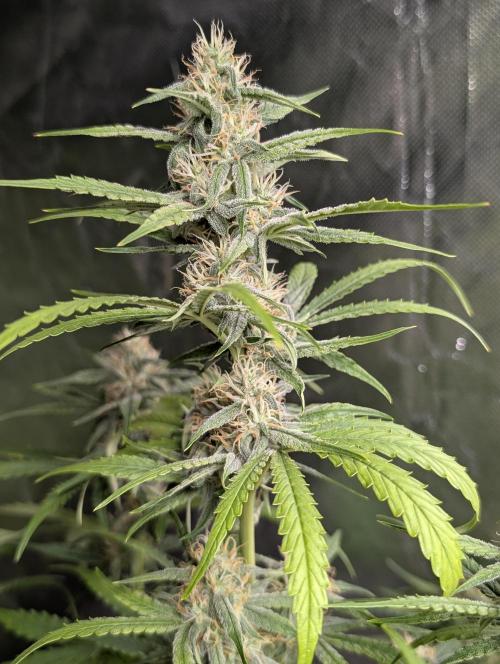 Frosted Guava Auto x3. Week 7