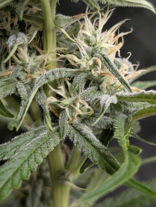 Frosted Guava Auto x3. Week 7