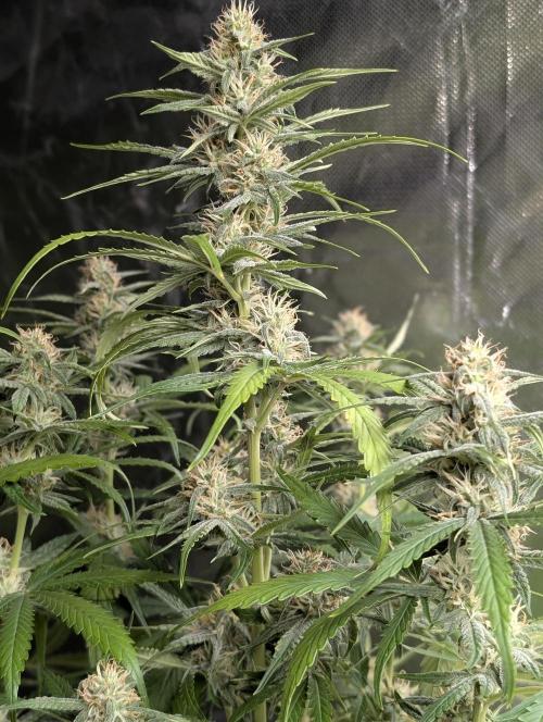 Frosted Guava Autoflowering. Week 7